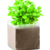 BASIL
